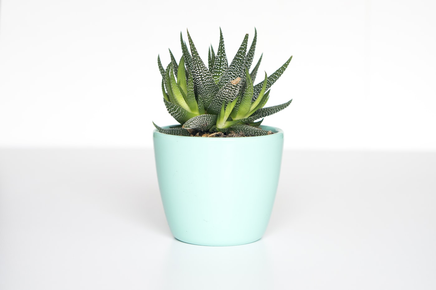 Real indoor shelf photo with potted plants and natural window light