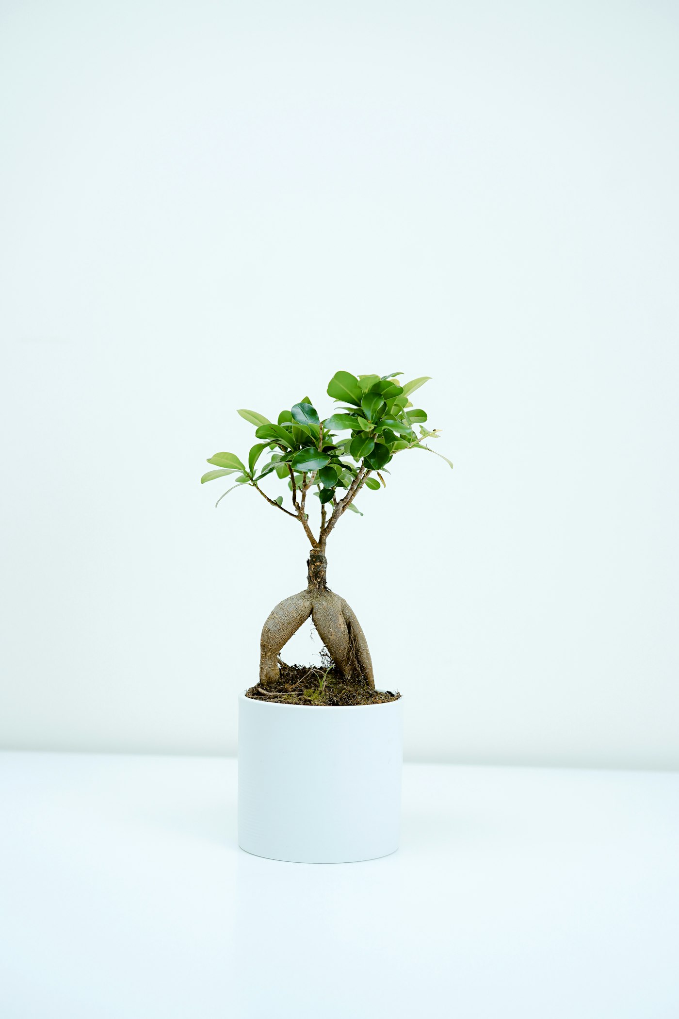 Houseplant close-up used for safety and look-alike discussion